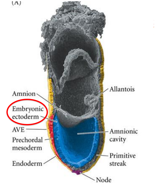 <ul><li><p>the embryonic ectoderm &gt; in contact with the amniotic cavity</p></li></ul>