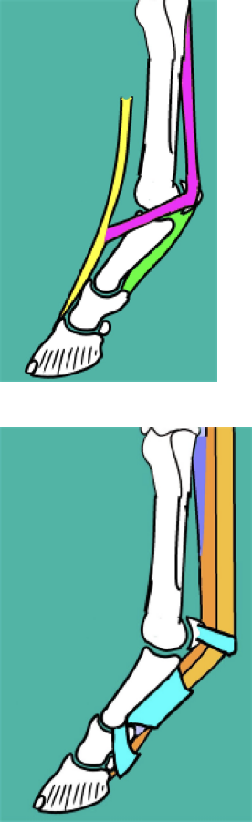 <p>Overall function: <strong>prevention of collapse into hyperextension </strong></p><p></p><p>MTP joint:</p><p><strong>Suspensory apparatus:</strong></p><ul><li><p>Suspensory ligament</p></li><li><p>Proximal sesamoids</p></li><li><p>Distal sesamoidean ligaments</p></li><li><p>Long digital extensor</p></li></ul><ul><li><p>Purpose of suspensory apparatus; same as forelimb </p><ul><li><p>Also has a suspensory ligament that runs down the plantar aspect of the THIRD metatarsal, then wraps around dorsally to attach to long digital extensor muscle (like the common digital extensor of the forelimb)</p></li></ul></li></ul><p></p><p>At the proximal and distal interphalangeal joints:</p><ul><li><p>The SDFT and DDFT provide enough support; these are paired with<strong> annular ligaments</strong> (in blue) which gives extra stability to the tendons </p></li></ul><p></p>