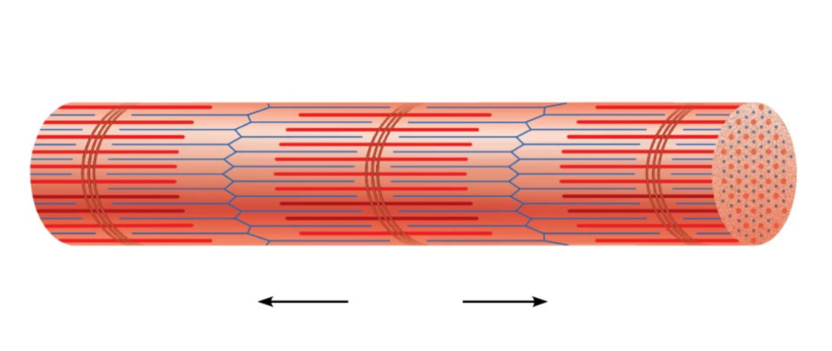 <p>microanatomy of the muscle tissue?</p>