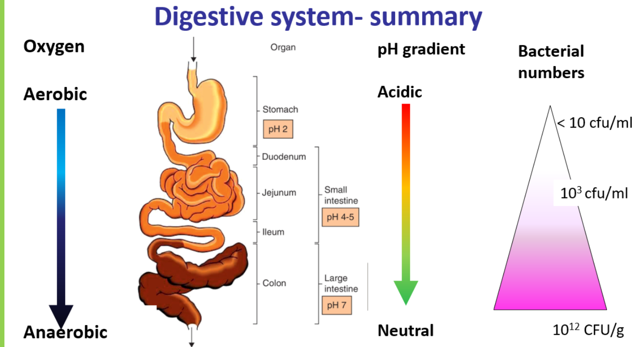 <ul><li><p><u>stomach</u></p></li></ul><p>acidic environment with less than 10CFU/ml ( colony forming units )</p><p>Heliobacter pylori which may cause stomach ulcers are present </p><ul><li><p><u>small intestines  </u></p></li></ul><p>the duodenum has around 10<sup>3</sup> -10<sup>4</sup> CFU/ml </p><p>the ileum has more due to being even less acidic around 10<sup>5</sup> - 10<sup>7</sup> CFU/ml </p><ul><li><p><u>large intestines </u></p></li></ul><p>contains the must microbiomes </p><p>big mix of gram positive and gram negative bacteria  unique to the person </p><p>they contain anaerobes and facultative anaerobes. the most common is Bacteroides fragilis and Escherichia coli ( e.coli)</p><p></p>