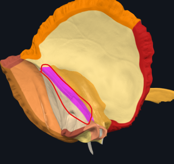 <p>odděluje <strong>facies anterior et posterior</strong></p>