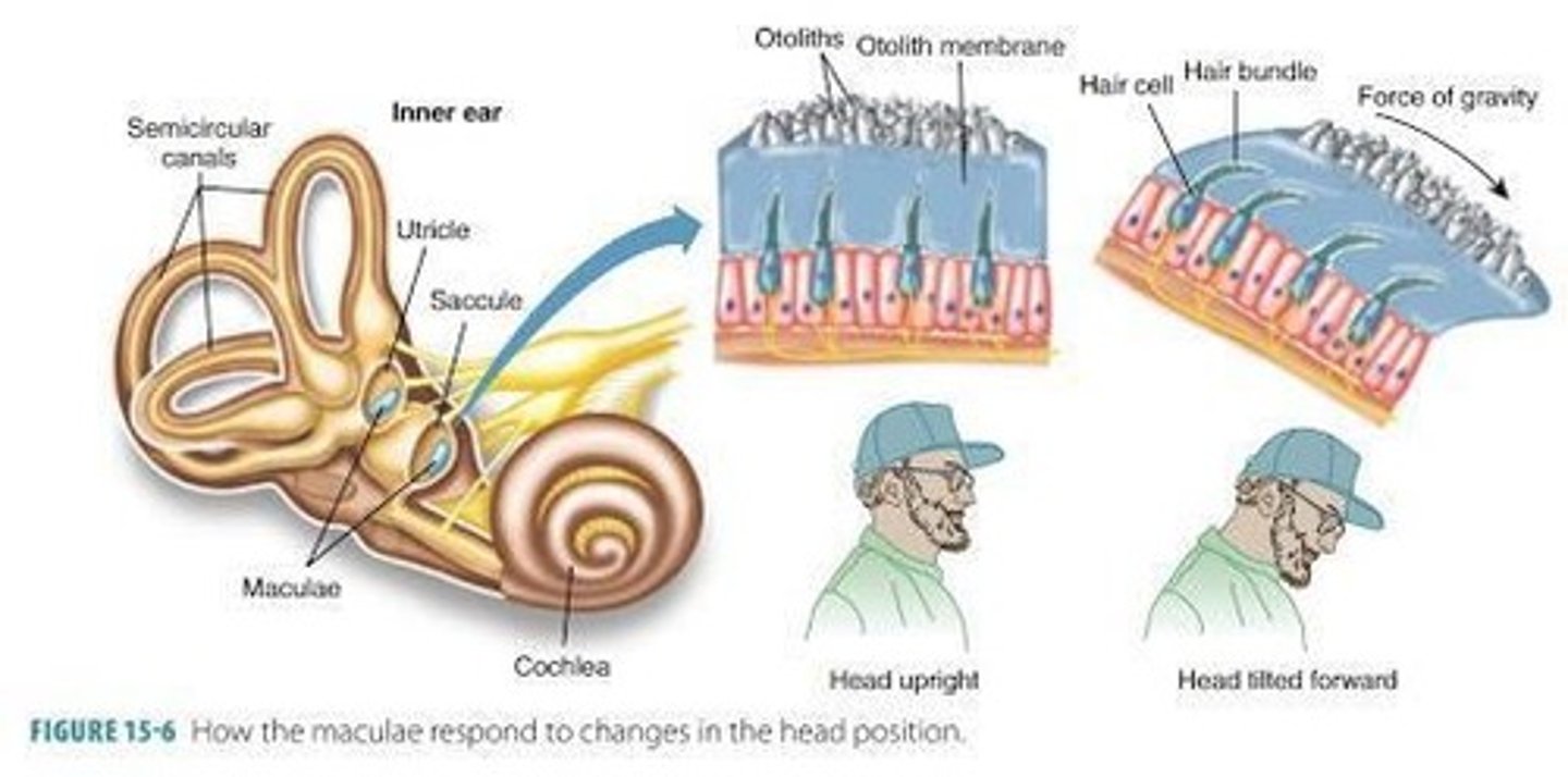 <p>They provide static information and respond to linear or vertical acceleration.</p>