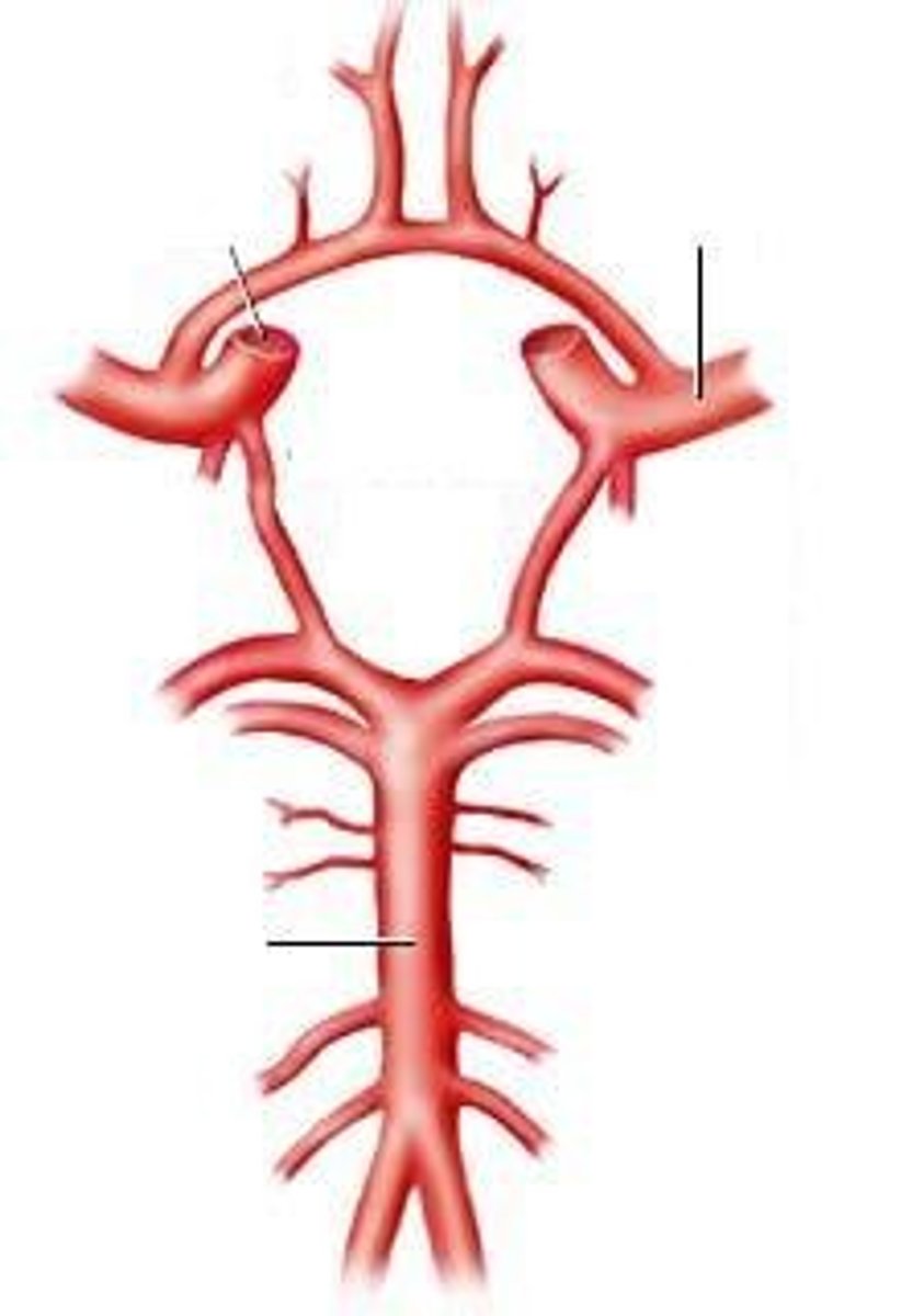 <p>group of vessels on ventral surface of brain; formed by anterior communicating artery, anterior cerebral arteries, internal carotid arteries, posterior communicating artery, and posterior cerebral arteries</p>