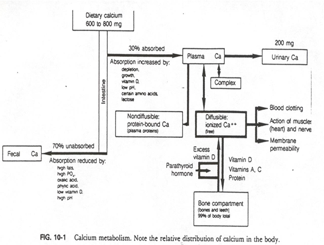 <p>- non-diffusible: protein bound</p><p>- Diffusible: ionized (free)</p><p>- Complex</p><p>- Urinary Ca </p>