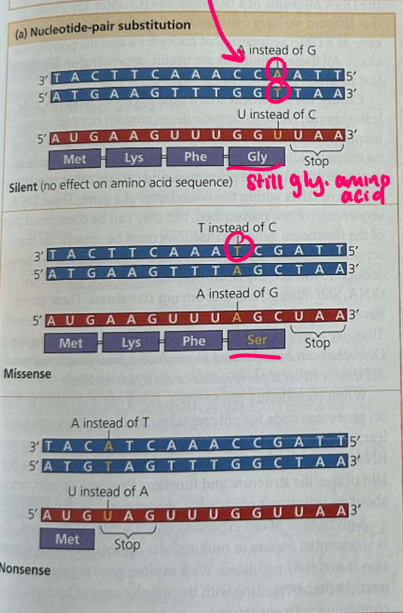 <p>when the DNA template strand to make the mRNA protein strand, that mRNA will then make a protein sequence using triplets of the mRNA sequence</p><p>if the template strand has a substitution mutation, one of the letters will be changed, which will change the mRNA sequence—this may or may not have an effect depending on the amino acid</p>