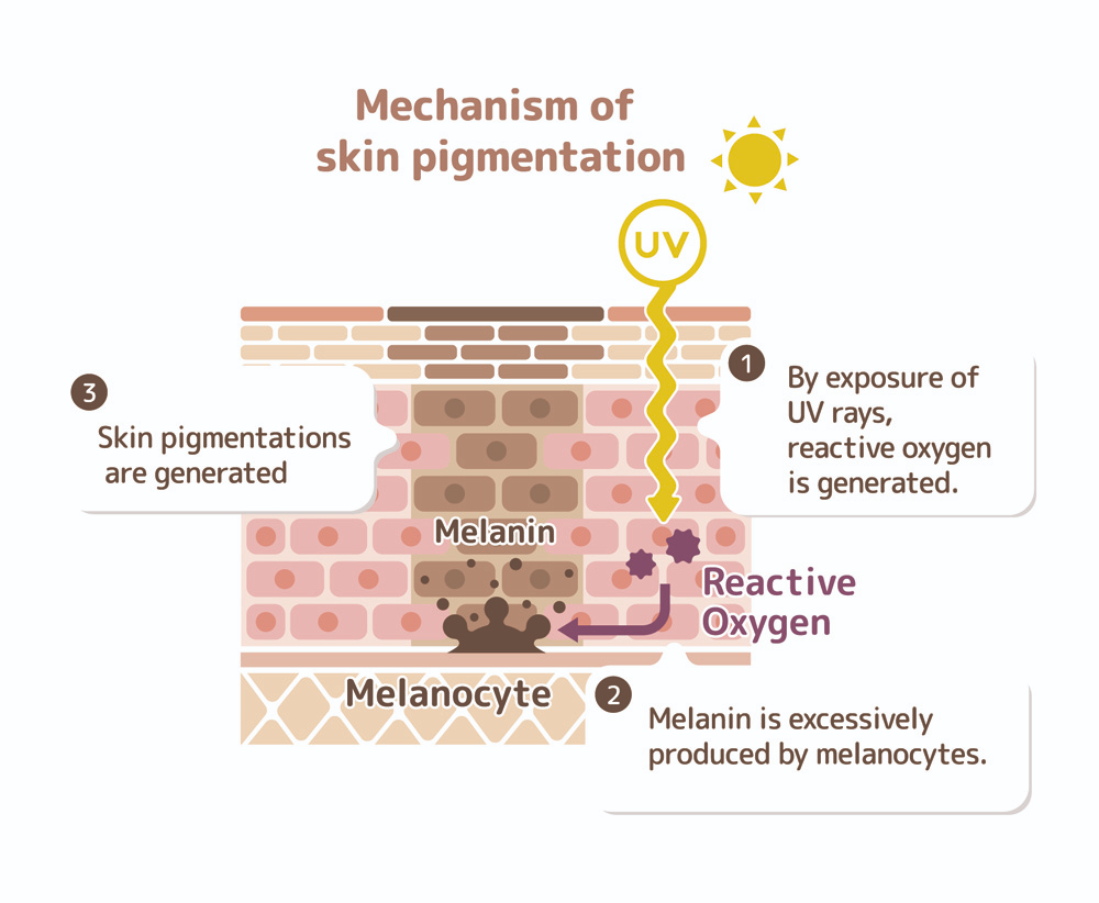 <p>They have more melanin, which serves as a protectant </p>