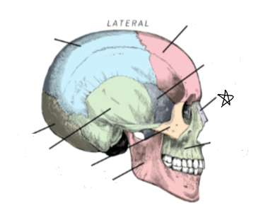 <p>what skull bone is the star pointing to</p>