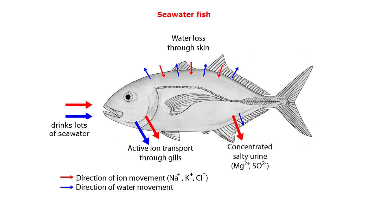 <p>Marine - High osmolarity (hypertonic) environment</p><ul><li><p>Replace water by drinking seawater, produce little urine</p><ul><li><p>Drinking adds extra excess electrolytes</p><ul><li><p>Excess electrolytes go back to environment through gills</p><ul><li><p>Gills have a protein that move salt by active transport</p></li></ul></li></ul></li></ul></li></ul><p></p>
