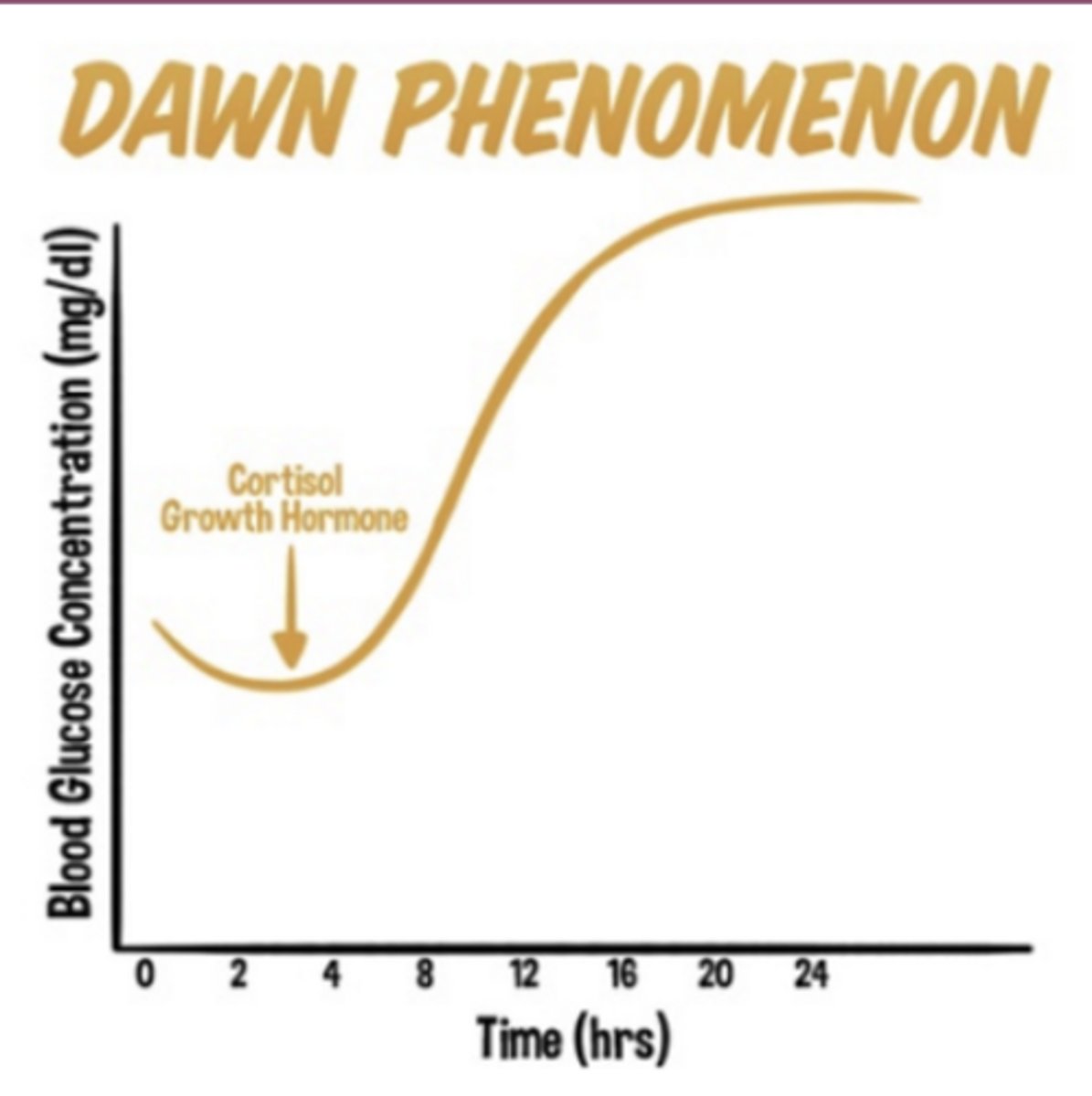 <p>Normal glucose until rise in serum glucose levels between 2am and 8am</p>