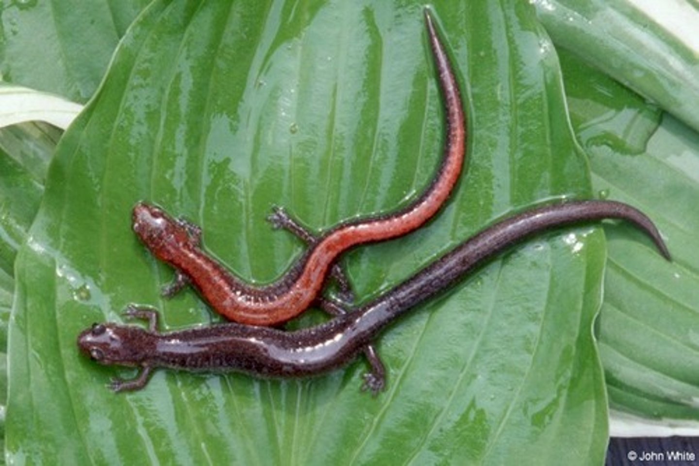 <p>Plethodon cinereus</p><p>Order: Caudata</p><p>Family: Plethodontidae</p>