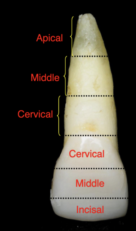 <p>cervical, middle, and occlusal/incisal</p>