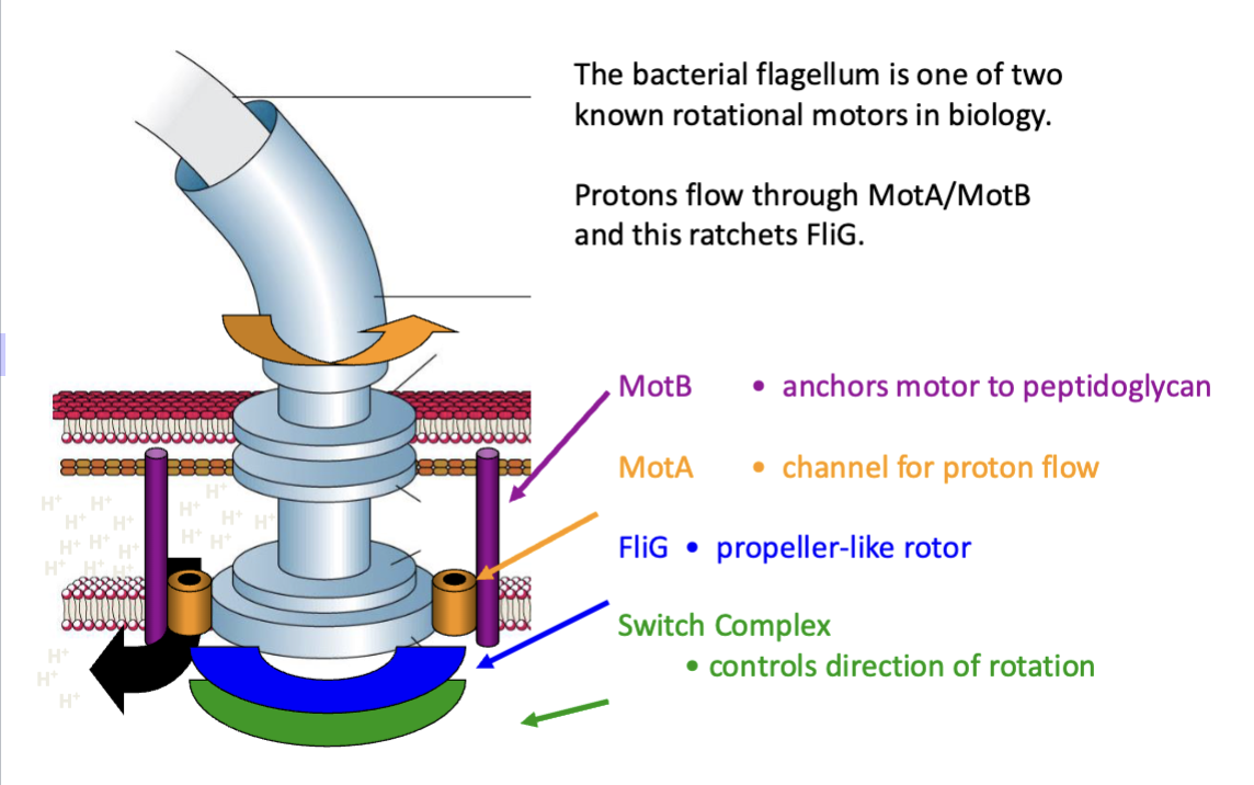 <p><span>The bacterial flagellum is one of two known rotational motors in biology.</span><br><span>Protons flow through MotA/MotB and this ratchets FliG.</span></p><p><span>MotB- anchors motor to peptidoglycan</span></p><p><span>MotA- channel for proton flow</span></p><p><span>FliG- propeller-like rotor</span></p><p><span>Switch complex- controls directions of rotation</span></p>