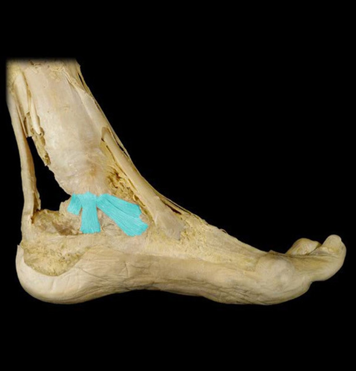 <p>- Helps prevent excessive eversion of the heel</p><p>- attaches to four ankle bones, talus, calcaneus, and navicular</p><p>- medial side of tibia</p>