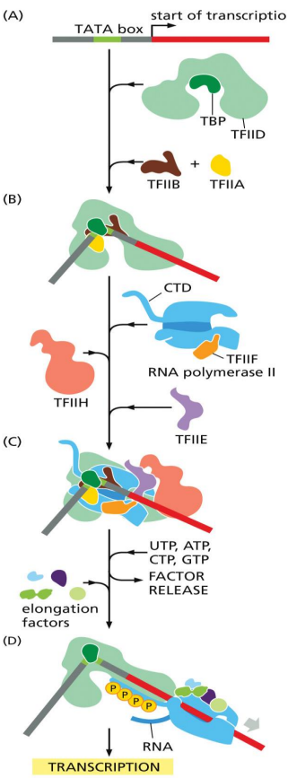 <p>general transcription factor</p><p>unwinds DNA at the transcription start point&nbsp;</p><p>phosphorylates Ser5 of the RNA polymerase C-terminal domain (CTD)</p><ul><li><p>allowing the recruitment and release of various protein factors required for mRNA processing</p></li></ul><p>releases RNA polymerase from the promoter to initiate transcription</p>