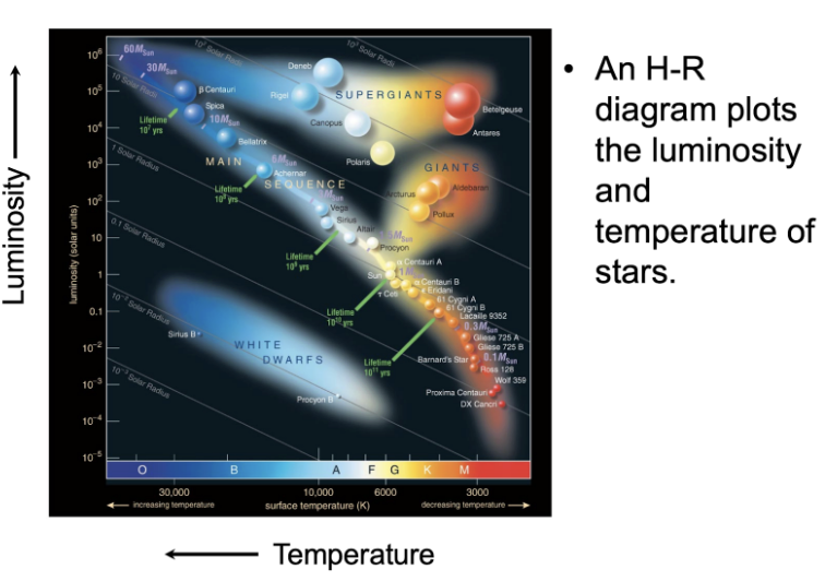 <p><span style="background-color: transparent;">Higher temps to the left</span></p><p><span style="background-color: transparent;">Radius is related to luminosity and temperature so you can calculate it from those</span></p><p><span style="background-color: transparent;">Radius is increasing as we go to the top right of the diagram </span></p><p><span style="background-color: transparent;">Plots the luminosity and temperature of stars</span></p><p><span style="background-color: transparent;">If star is in the line of stars = Main sequence star, it’s burning hydrogen in its core</span></p><ul><li><p><span style="background-color: transparent;">Most stars fall somewhere on the <strong>main sequence </strong>of the H-R diagram</span></p></li><li><p><span style="background-color: transparent;">Main sequence stars in the red will take the longest to burn through their hydrogen, so longer lifetime&nbsp;</span></p><ul><li><p><span style="background-color: transparent;">Longest stage of a star’s life since most of them are there&nbsp;</span></p></li></ul></li><li><p><span style="background-color: transparent;">Stars with lower T and higher L than main sequence stars must have a larger radius. These stars are called <strong>giants </strong>and <strong>supergiants</strong></span></p></li><li><p><span style="background-color: transparent;">Stars with higher T and lower L than main sequence stars must have a smaller radius. These stars are called <strong>white dwarfs</strong></span></p></li></ul><p></p>