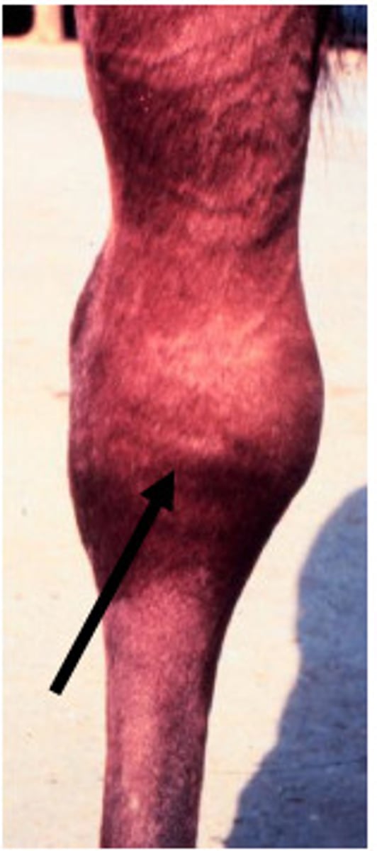 <p>Filling of the natural depression of the dorsal surface of the hock; chronic distention of the jiont capsule</p><p>Causes: Faulty conformation (too straight in hock joint), trauma</p>
