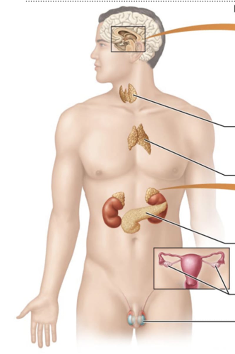 <p>cranial cavity</p><p>Thyroid gland</p><p>Thymus gland</p><p>Pancreas</p><p>Ovaries</p><p>Testes</p>