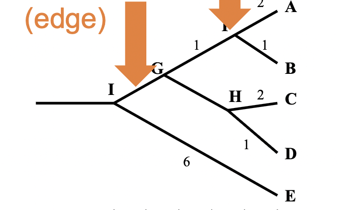 <p>branch length is very important</p><p>if branch length is set to match the change, it can tell you the genetic distance visually (not in a chronogram)</p>