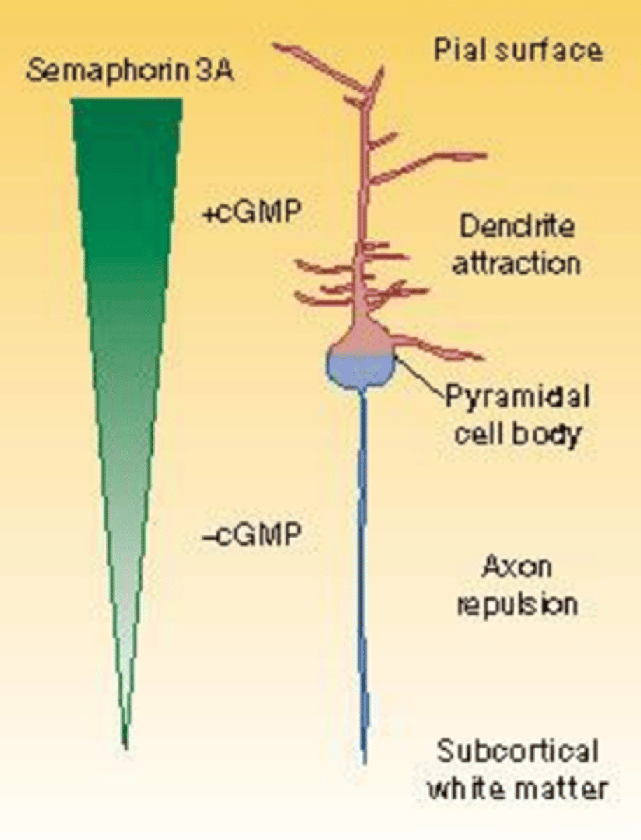 <p>De orieëntatie van dendrieten via een Sema3A-<span style="text-decoration:underline">gradient (veel bovenin, weinig onderin)</span>;</p><p>§ <strong>Sema3A-signaleringsroute</strong> is belangrijk voor een <strong>correcte migratie</strong> en <strong>axonale guidance</strong> van <strong>pyramidale </strong>neuronen in de <span style="text-decoration:underline">cortex</span></p>