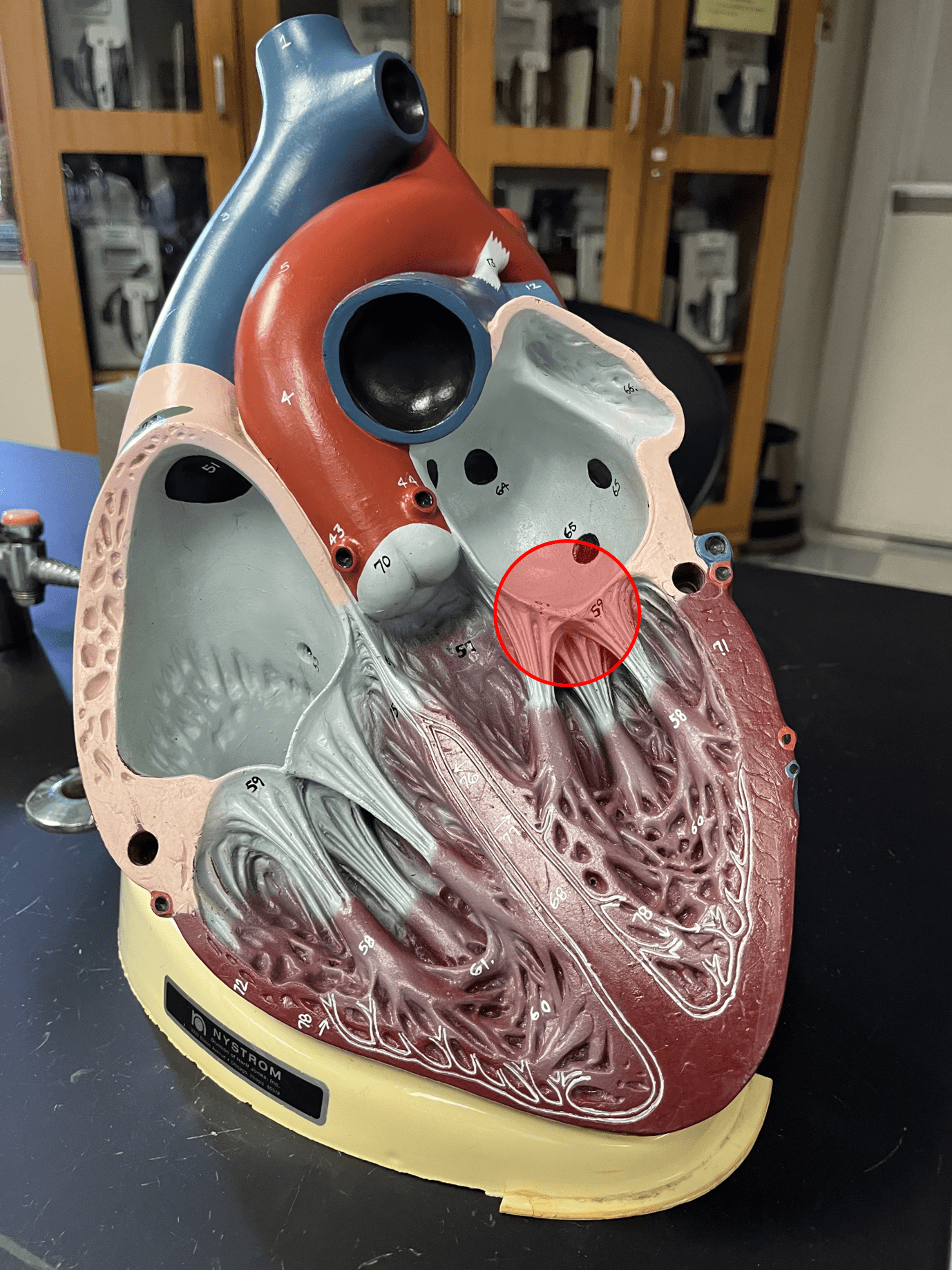 • An atrioventricular valve.

• Controls the flow of blood from the left atrium to the left ventricle.

• Also known as the left atrioventricular (AV) valve or the bicuspid valve.