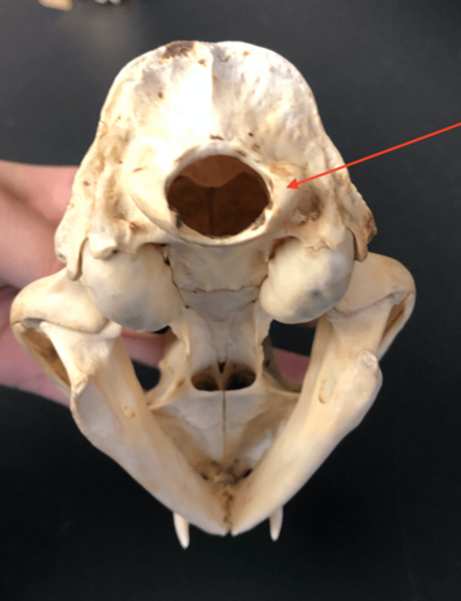 <p>forms a joint with the atlas</p>