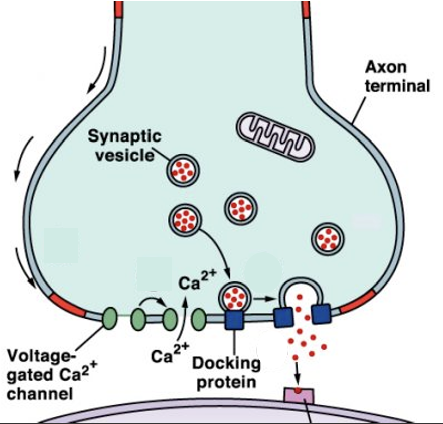<ol><li><p>Package NTs in vesicles, put them at pre-synaptic terminal. </p></li><li><p>AP arrives → VG Ca2+ channels open. </p></li><li><p>Ca2+ influx → vesicles fuse to men, NTs released. </p></li><li><p>NTs diffuse across the synaptic cleft, activate receptors on postsynaptic cell → further signalling. </p></li><li><p>NTs are removed from the cleft. </p></li></ol><p></p>