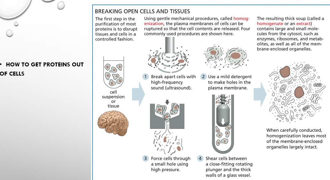 <p>how to get proteins out of cells (four steps)</p>