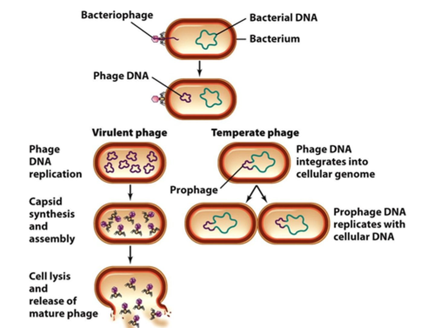<p>Attachment</p><p>Entry</p><p>Integratoin</p><p>Excision</p><p>Synthesis</p><p>Assembly</p><p>Release</p>