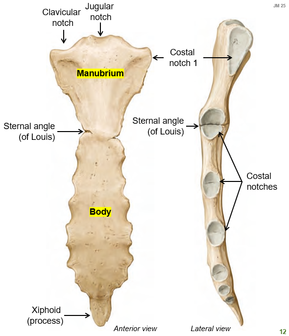 <p>The sternum consists of </p><ul><li><p><strong>manubrium</strong></p></li><li><p><strong>body </strong></p></li><li><p><strong>xiphoid process</strong></p></li></ul><p></p>