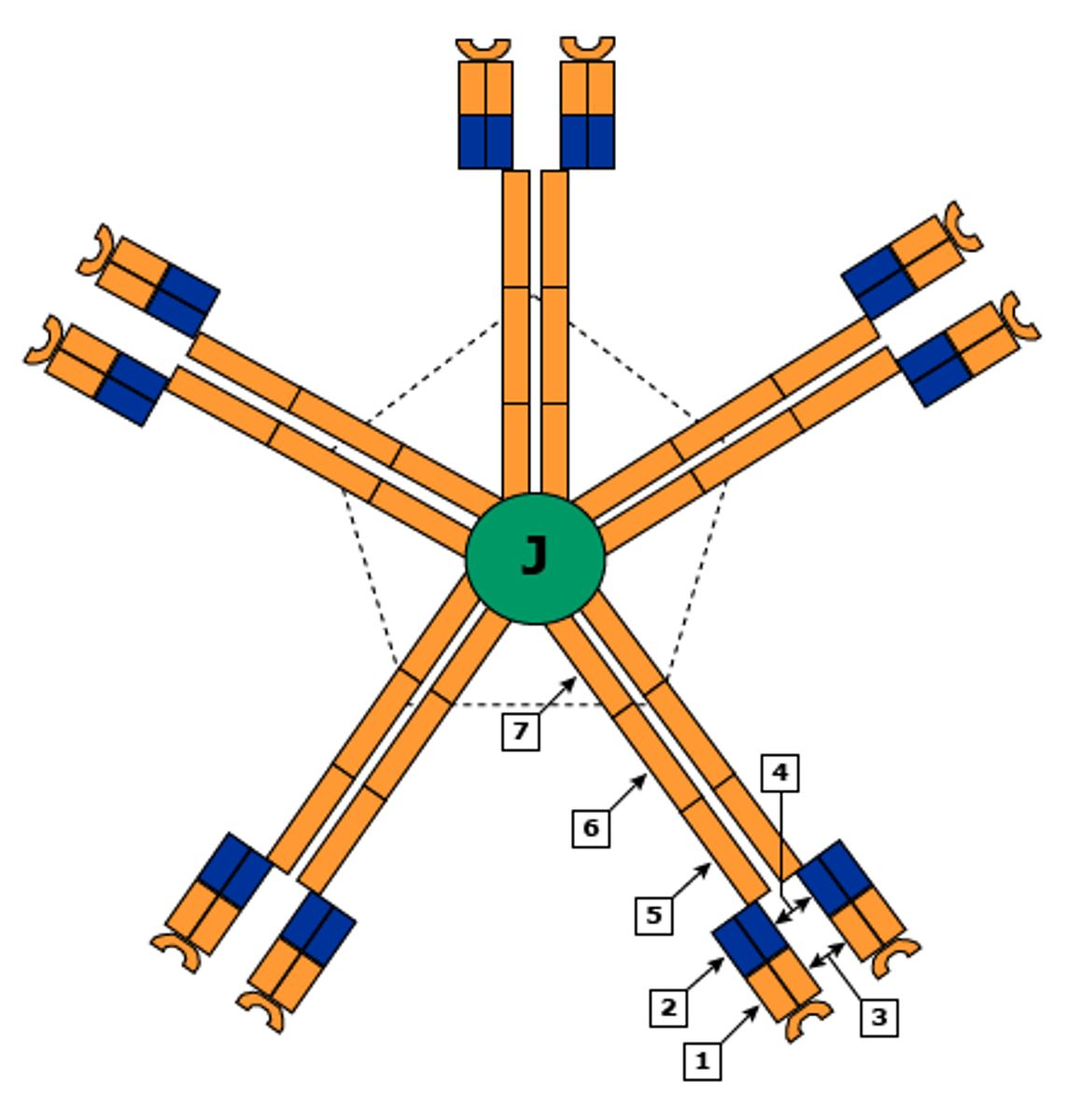 <p>first antibody secreted after antigen detection<br>-IgM production decreases as IgG increases<br>-Anti-A and Anti-B antibodies used for blood typing are IgM</p>