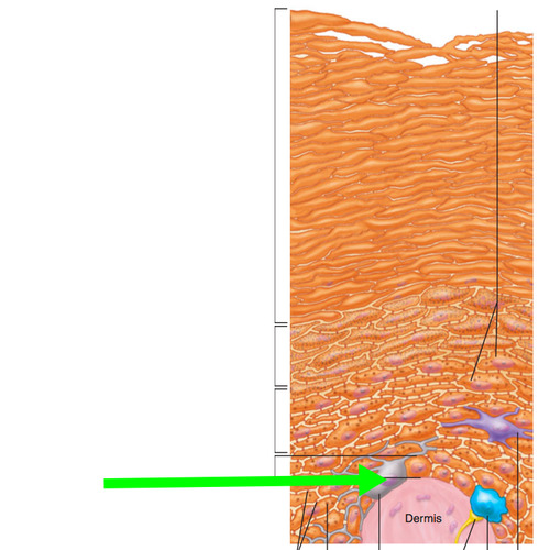 <p>make and release melanin</p>