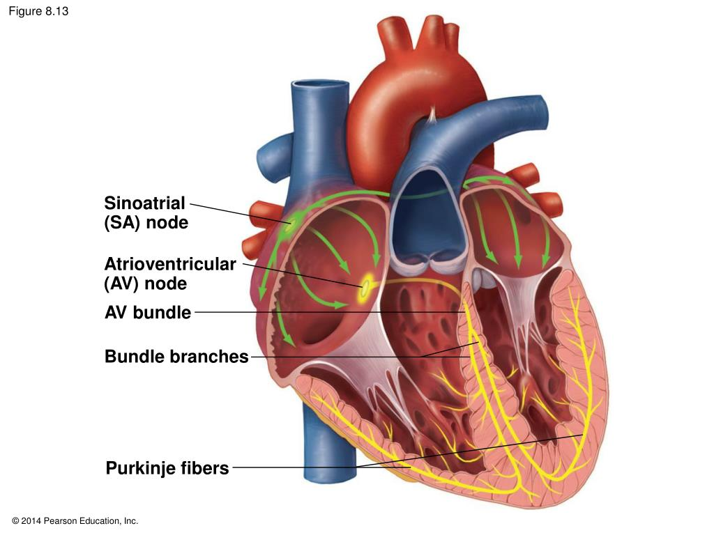 <ul><li><p>The electrical impulse initiated by the SA node subsequently reaches another special area of the heart, known as the <strong>atrioventricular (AV) node.</strong></p></li><li><p>The AV node is located in the septum between the atria</p></li><li><p>The AV node relays the electrical impulse to the muscle cells that make up the ventricles</p><p>=&gt; The ventricles contract a fraction of a second after the atria</p><p>=&gt; Completing one full heartbeat</p></li></ul><p></p>