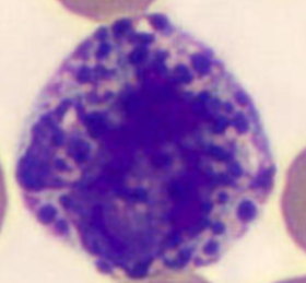 <p>Name the cell</p>