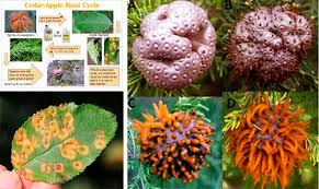 <p><span>&nbsp;Fungal disease causing yellow-orange spots on apple leaves and galls on cedar trees.</span></p>