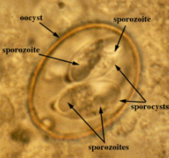 term image