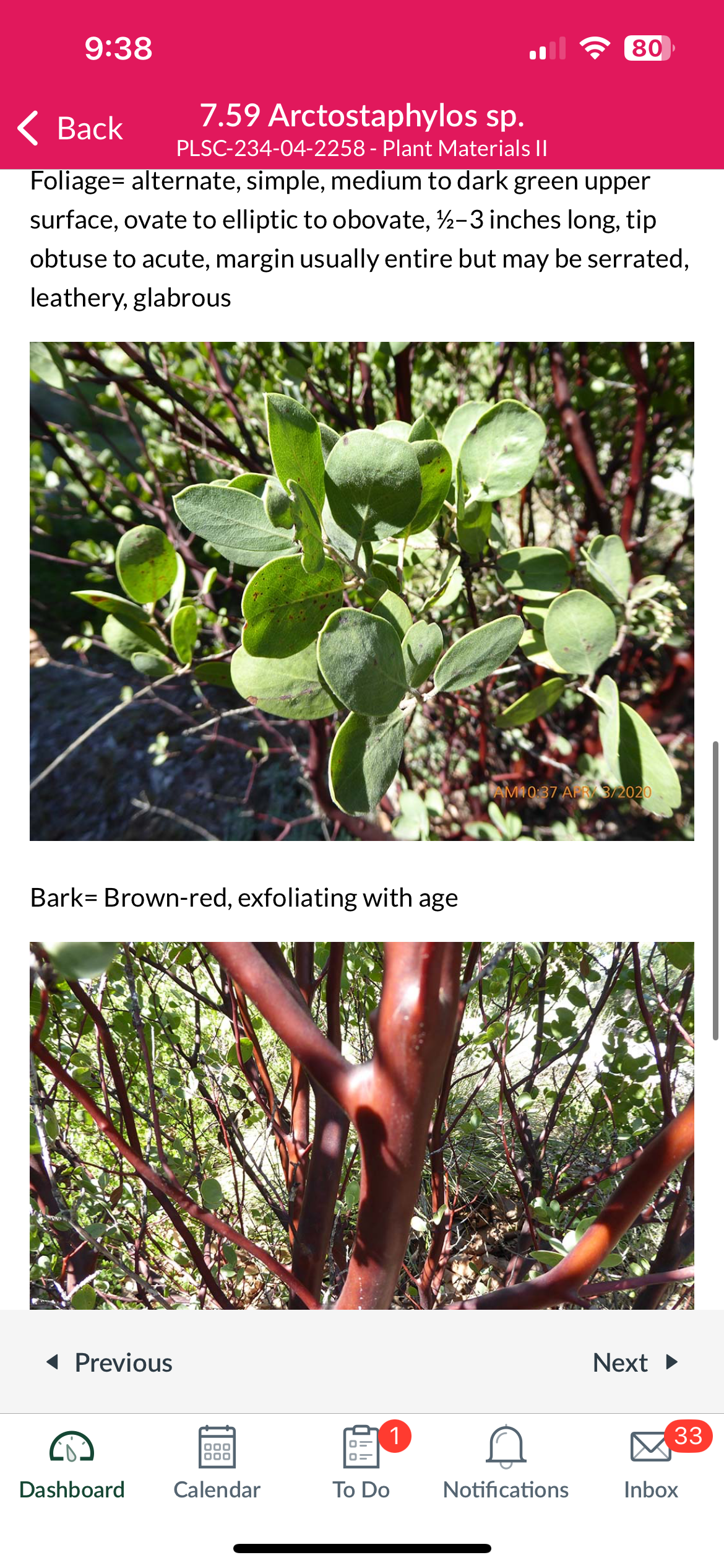 <p>Manzanita </p>