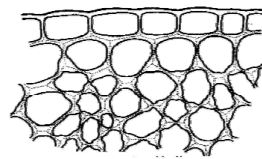 Welches Kollenchym ist das?