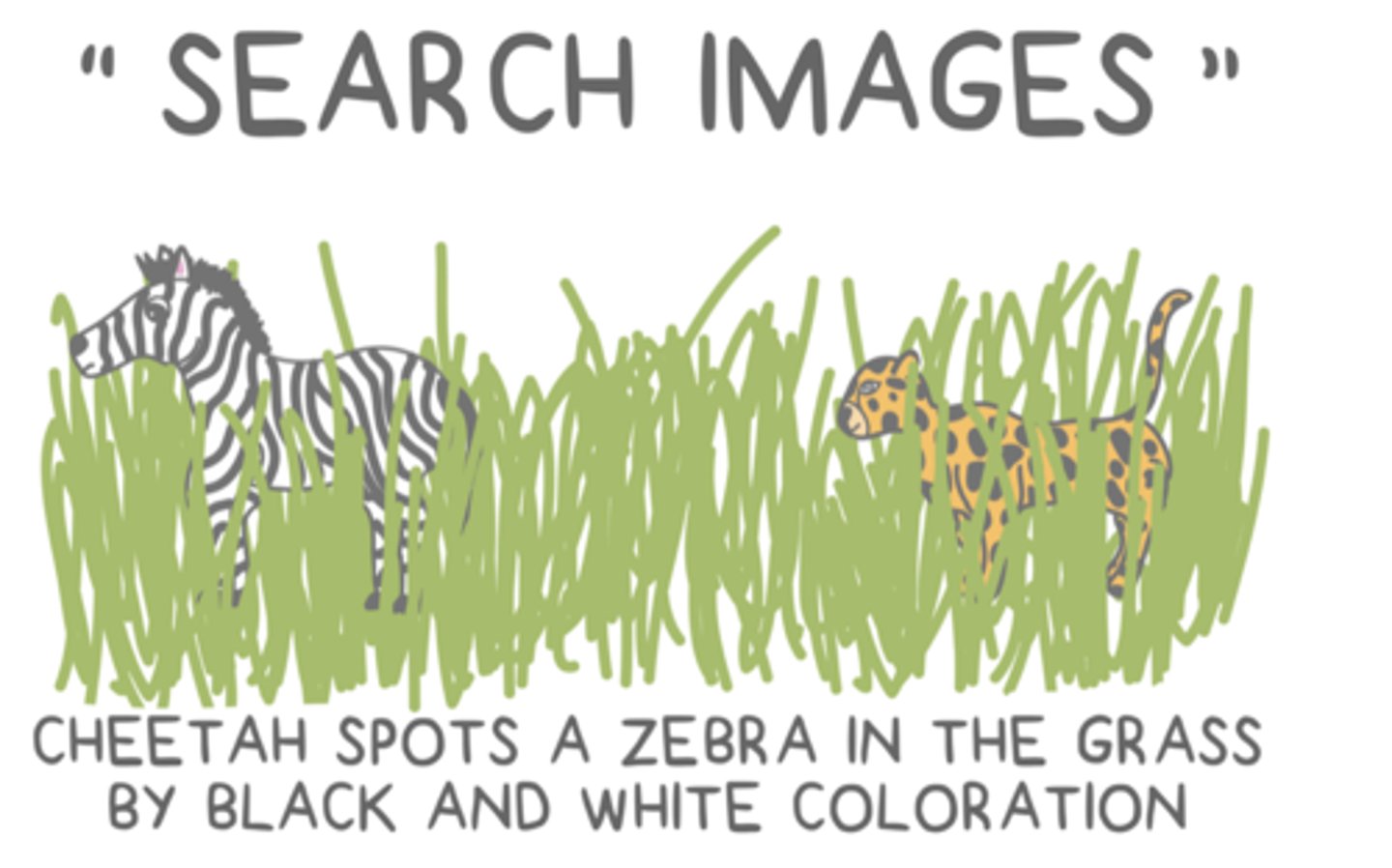 <p>search images</p>