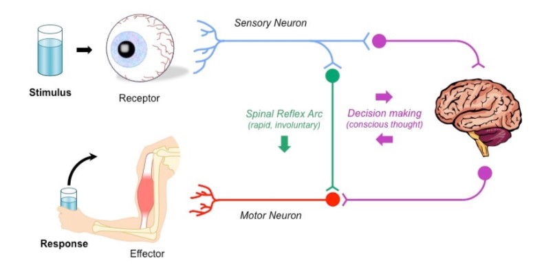 <p>sensory neurons, motor neurons, and relay neurons</p>