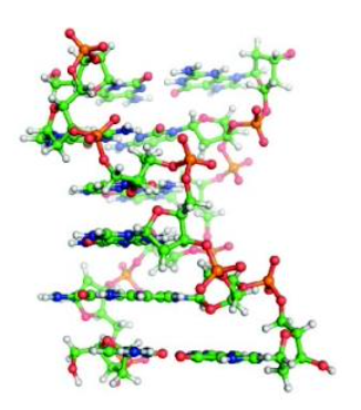 <p><strong>DNA Conformation</strong></p><ul><li><p><span>Usually consists of <strong><u>alternating purine-pyrimidine bases</u></strong>; regulation of gene expression</span></p></li><li><p><span><strong><u>Left-handed</u></strong> double helix</span></p></li><li><p><span>Derivative of the B form</span></p></li><li><p><span>Produced by <strong><u>flipping one side of the backbone 180 ̊</u></strong> without disturbing the backbone covalent bonds or hydrogen bonds</span></p></li><li><p><span><strong><u>Zigzag</u></strong> look of the phosphodiester backbone when viewed from the side</span></p></li></ul><p></p>
