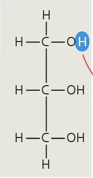<p>alcohol made up of 3 carbons, each with a hydroxyl group</p>