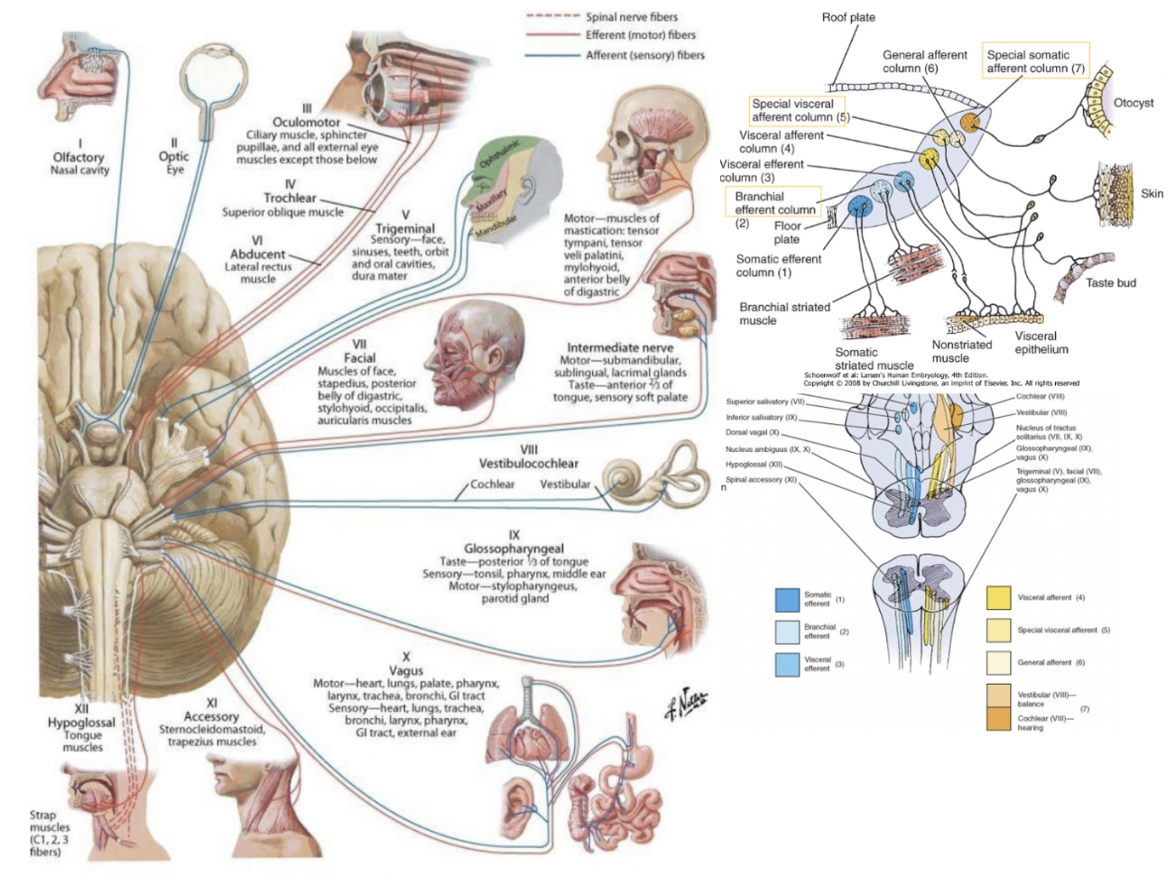<ul><li><p>Heterogenous — different from spinal nerves — as well as in their additional components some cranial nerves have —</p><ul><li><p>Special visceral innervation (muscles of branchiomeric origin (pharyngeal arch origin))</p></li><li><p>Special visceral sensation (taste)</p></li><li><p>Special somatic sensation (vestibular &amp; acoustic information)</p></li></ul></li><li><p>Located in the tegmentum of the brainstem (just like reticular formation)</p></li><li><p>Responsible for processing new information coming from cranial nerves with a sensory component, or giving rise to an output traveling outside the brainstem</p></li><li><p>Grey matter of spinal cord = 4 functional territories, but in the cranial nerves we can find <u>7 territories</u> — not all throughout the brainstem but just in specific regions depending on the cranial nerve emerging from that point</p></li></ul>