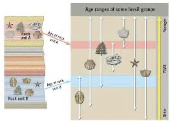 <p>Uses index fossils to tie strata together- Have a limited period over wide geographical ranges. Overlapping age ranges of long-lived fossils can be used to place different rocks in relative order. - Dating fossils include- <span style="font-family: "Century Gothic"">Fossil records, Absolute chronology, Radiometric dating</span></p>