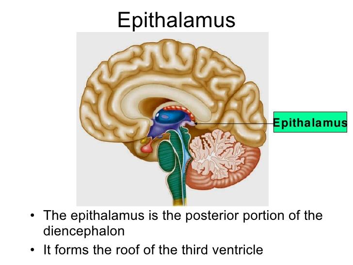 <p>Forms the roof of the 3rd ventricle</p><p>Houses the pineal body (endocrine gland)</p><p>Includes the choroid plexus</p><p>Forms cerbralspinal fluid</p>