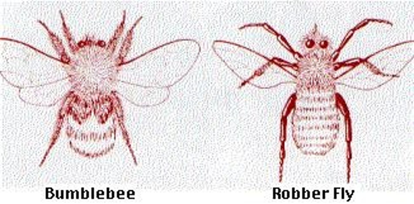 <p>Batesian mimicry</p>