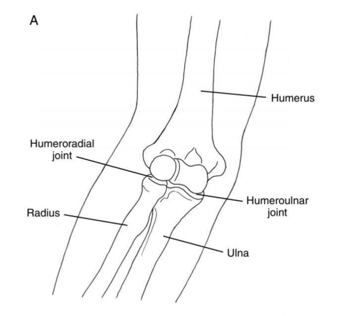 <p>In the <em>humeroulnar </em>joint, during elbow flexion, the _____ ulna rolls and glides in the ________ direction."</p>