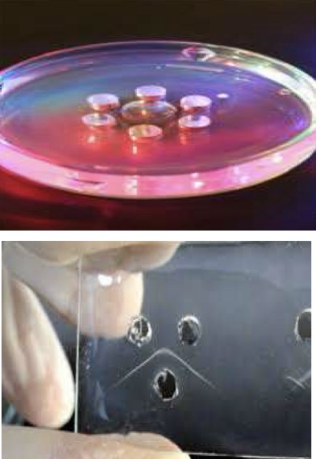 <p>A- identify</p><p>B- what is its principal of this</p><p>C- what is its principal technique</p><p>D- Give another types of same principal technique</p><p>E- other techniques for diagnosis of viral infection</p>