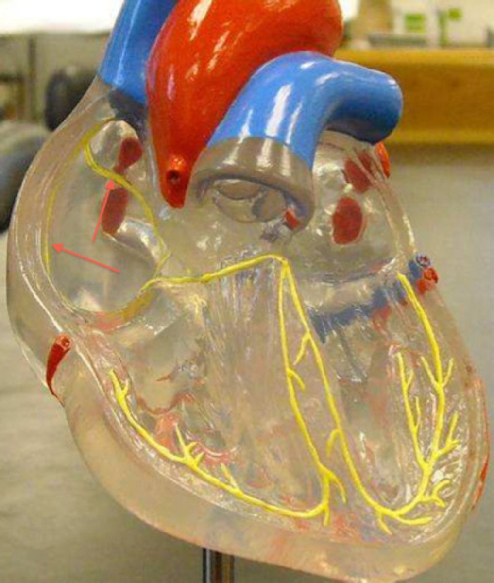 <p>between SA &amp; AV nodes carry stimulation throughout both atria</p>