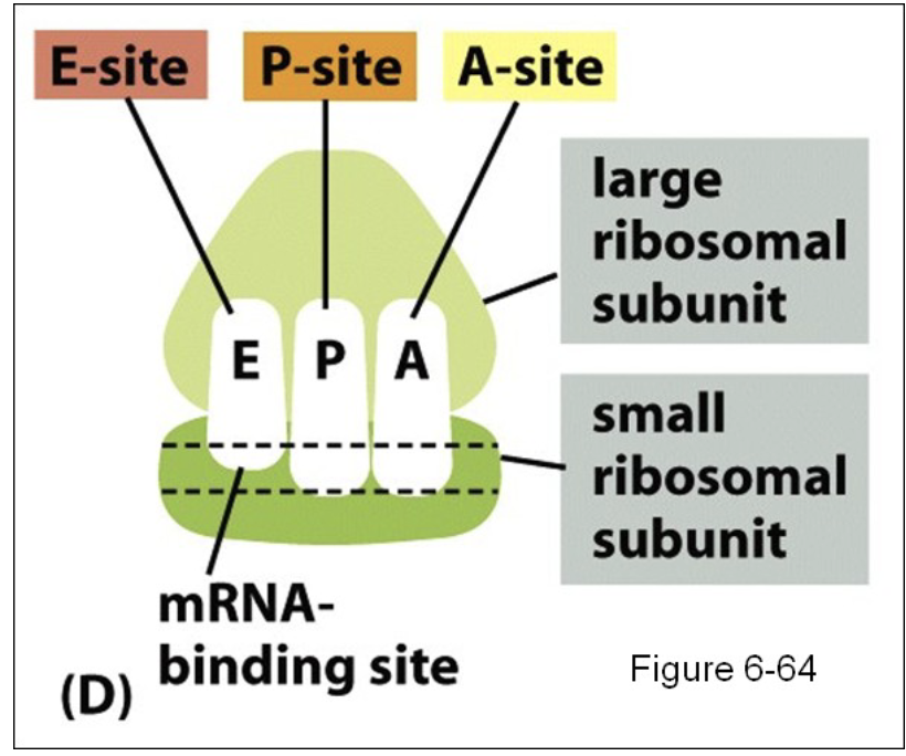 <ul><li><p>“translation sandwich” mRNA between large and small ribosomal subunit</p></li><li><p><strong>Aminoacyl site (A-site):</strong></p><ul><li><p>binds incoming aminoacyl- tRNA, which carries next amino acid to added chain</p></li><li><p>new tRNAs bind to this site</p></li></ul></li><li><p><strong>Peptidyl site (P-site):</strong></p><ul><li><p>where the initiator tRNA first binds (found)</p></li><li><p>holds tRNA molecule attached to growing polypeptide chain </p></li></ul></li><li><p><strong>Exit site (E-site):</strong></p><ul><li><p>Binds empty tRNA after amino acid added to chain, then tRNA exits ribosome </p></li></ul></li></ul><p></p>