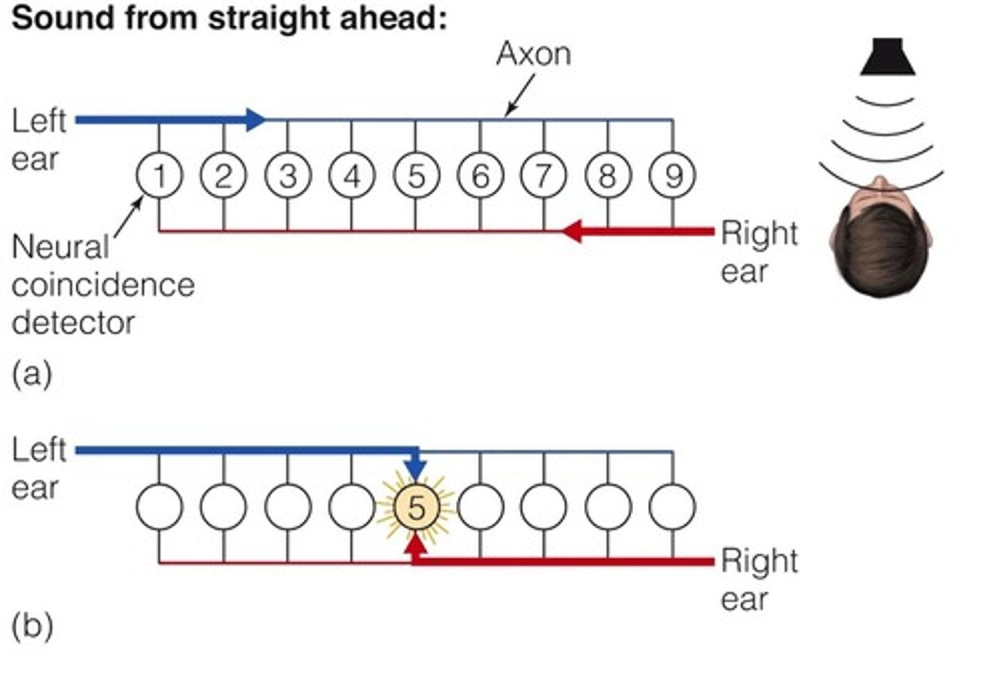 <p>Neurons are wired so they each receive signals from two ears</p>